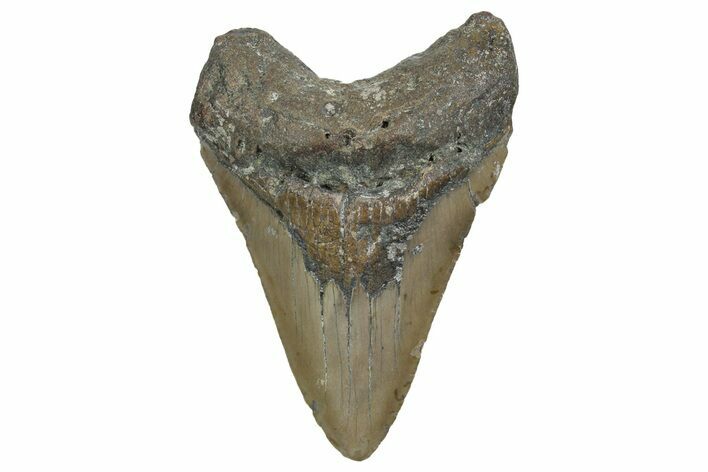 Fossil Megalodon Tooth - North Carolina #348292